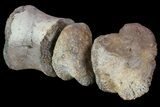 Composite Hadrosaur Finger - Alberta (Disposition #-) #71735-2